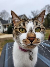 Bella